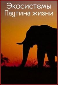 Экосистемы. Паутина жизни