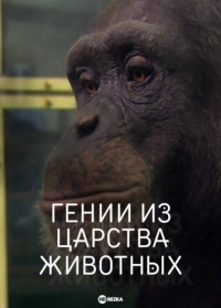 Гении из царства животных