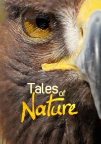 Наблюдая за природой